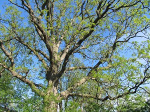 A burb oak tree