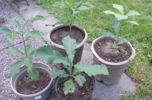 [Oak Seedlings in Pots]