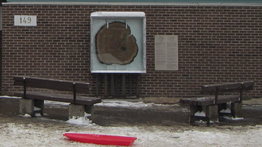 Tree Slice Installation