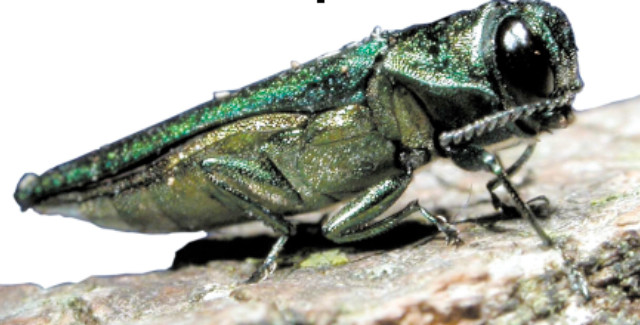 20130513-Emerald-Ash-Borer