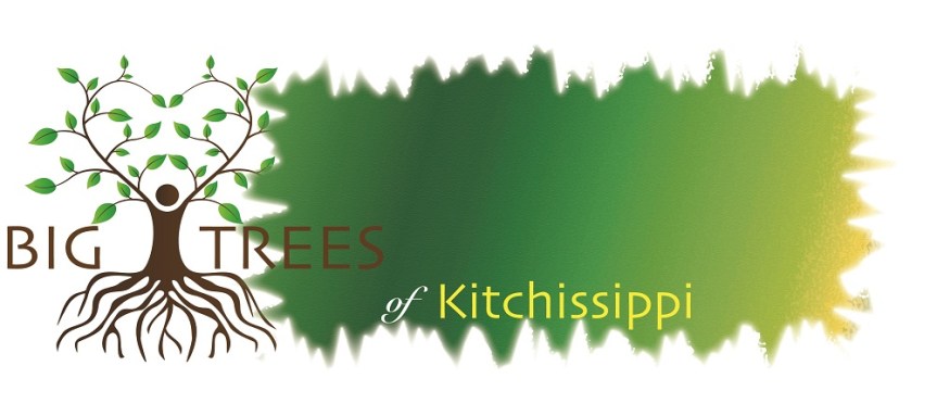 Big Trees Banner.jpeg