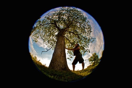 Big Trees Circle.jpeg