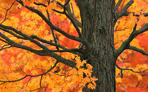 [Big Oak Tree in Fall Colours]