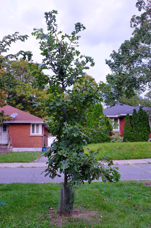 [Oak Sapling growing larger on Northwestern Avenue]