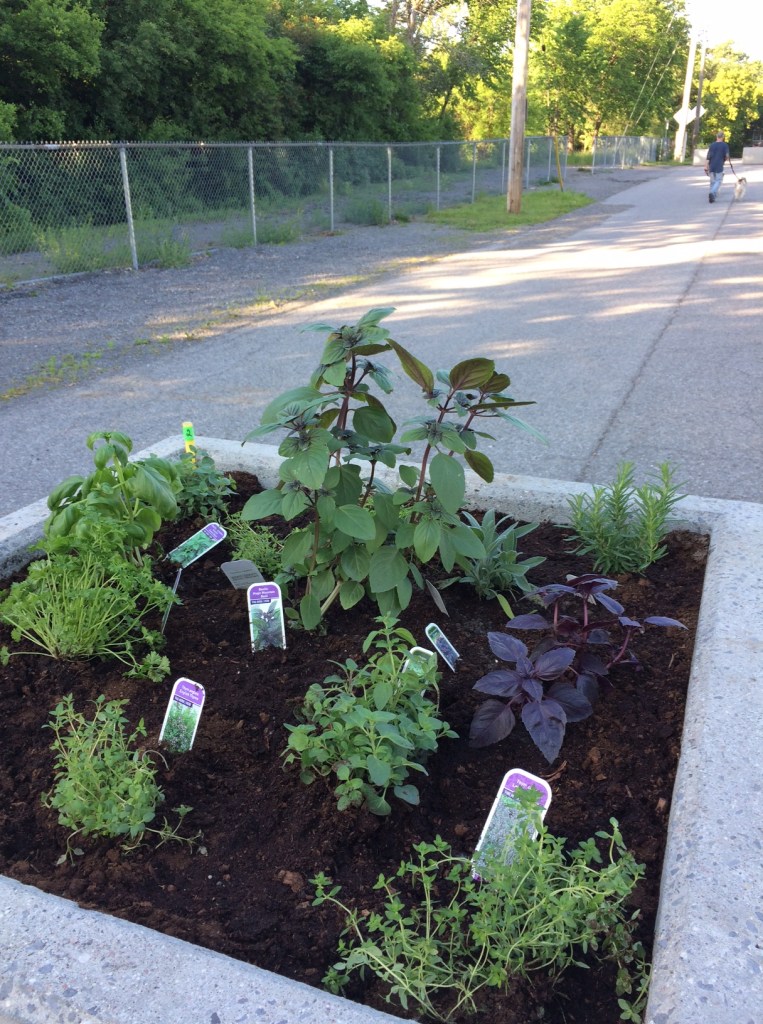 [Planter filled with freshly planted plants]