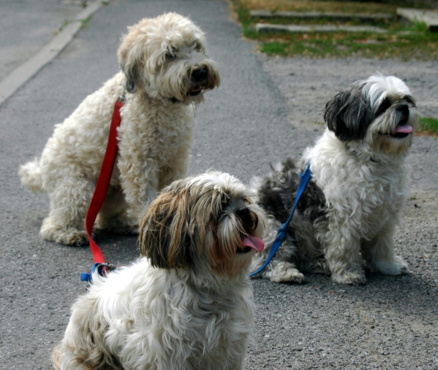 [Three Dogs Paying Attention]