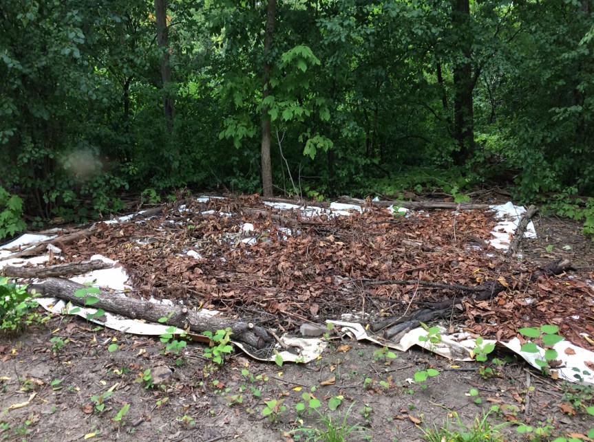 [Japanese Knotweed Invasion]