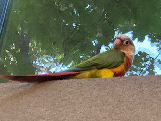 [Missing Parrot sitting on a concrete window sill]