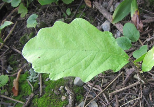 [Small Oak Sapling - just a leaf]