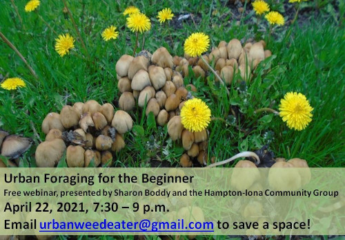 [Poster of dandilions for urban foraging webinar]