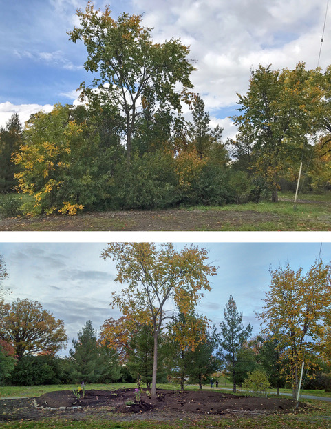 [Pollinator Garden Area before and after Garden Created]