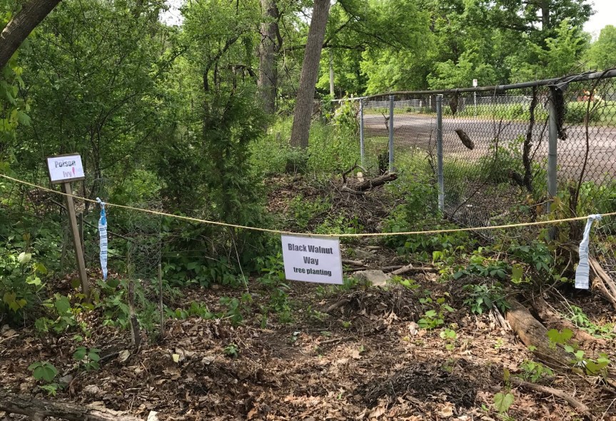 [Black Walnut Way - tree planting along Pontiac Street]