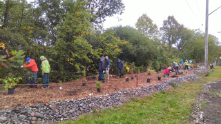[Volunteers on October 2 2021 planting trees in the Tiny Forest beside former Pontiac Street]