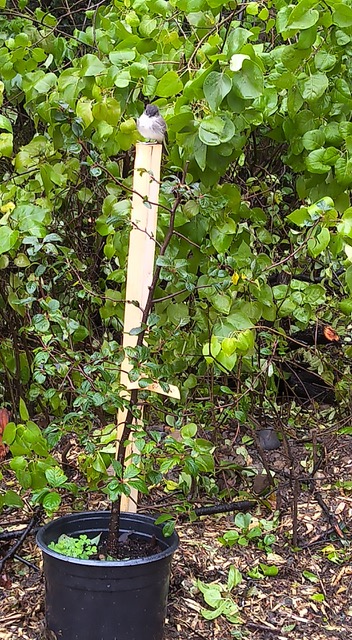 [Eastern Pheobe bird on a sapling]