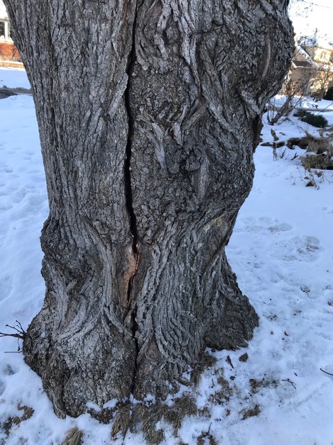 [Picture of a bulky Linden Tree trunk with a crack going all the way up]