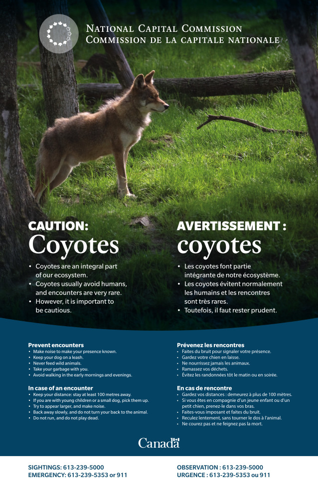 [NCC Poster of Coyote and What to Do List]