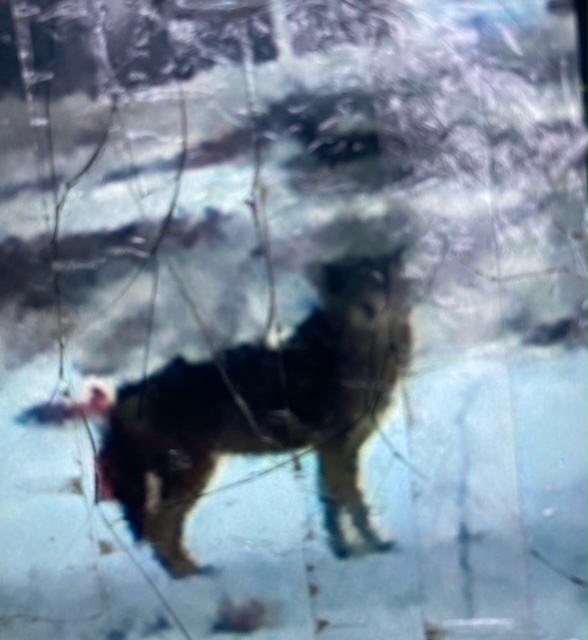 [Coyote standing and staring sideways at you]