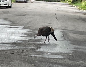 [Turkey crossing an asphalt road, pecking at it]