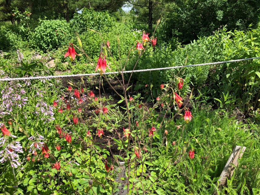 [Growth in the Pollinator Garden 2022]