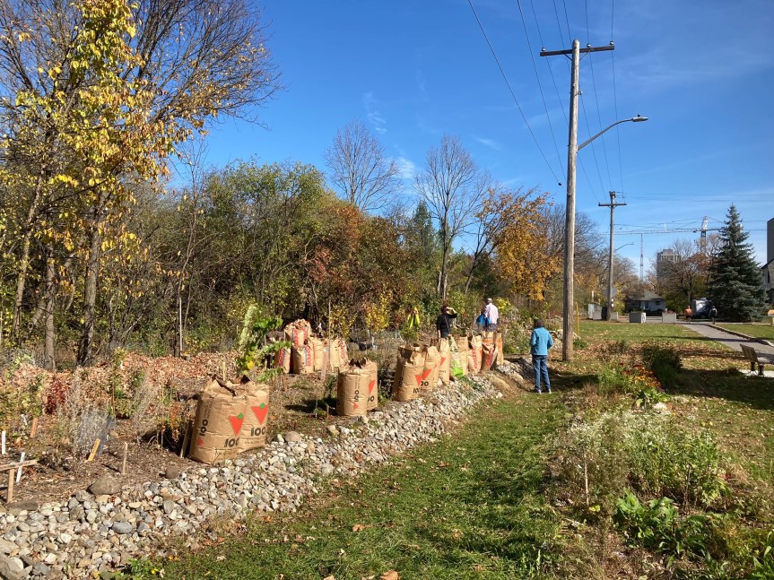 [Leaf drop zone on October 23, 2022, with bags of leaves lined up]