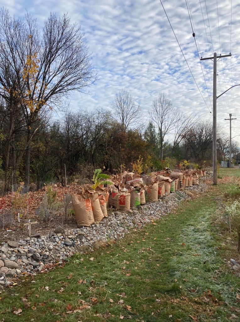 [Lots of Leaves for the Forest and Garden winter cover in October 2022, photo by Kris Phillips]