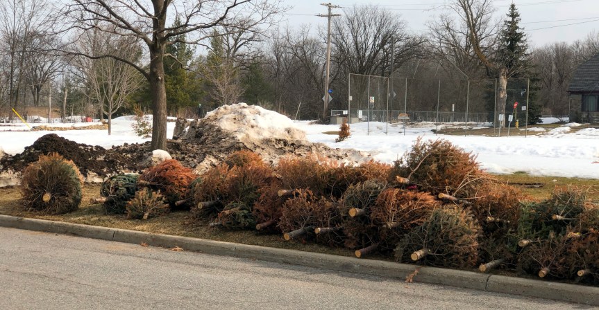 [Stacks of Christmas trees on their side beside the road in the park]