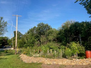 [The Little Forest starting to grow up, in 2022]