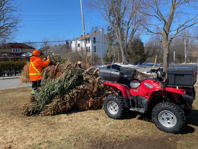 [2023 Spring, Groomer Pete Loading Christmas Trees for Recycling from Champlain Park]