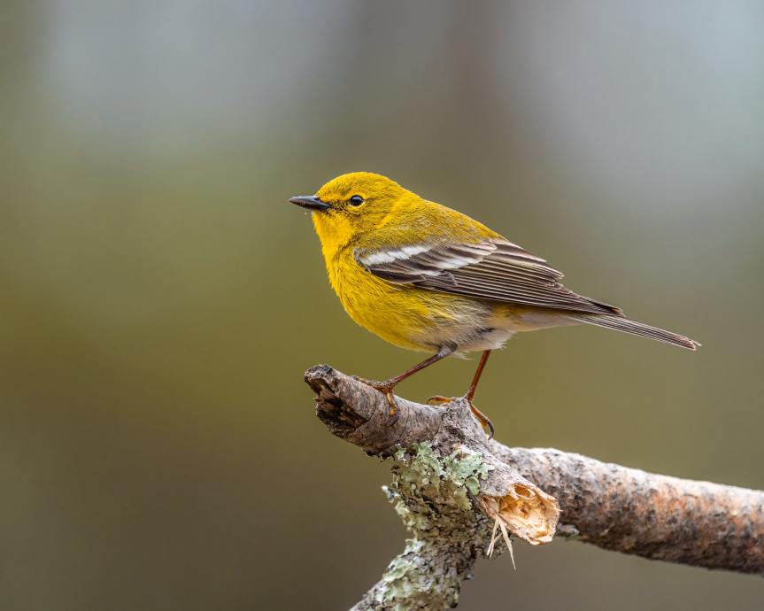 [Adorable small Setophaga pinus (Pine Warbler) songbird sitting on tree branch. Photo by Skyler Ewing from Pexels: https://www.pexels.com/photo/adorable-small-setophaga-pinus-songbird-sitting-on-tree-branch-7645629/]