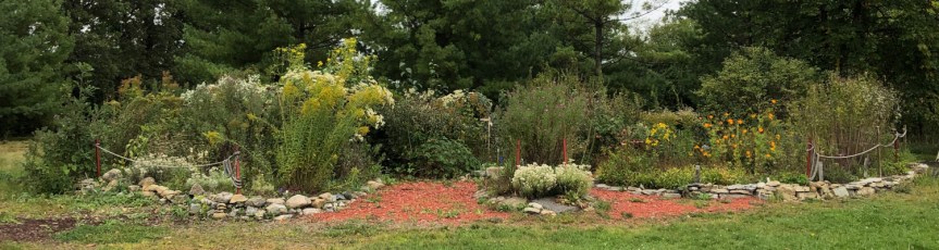[Champlain Park Pollinator Garden in September 2023 after a wet summer]