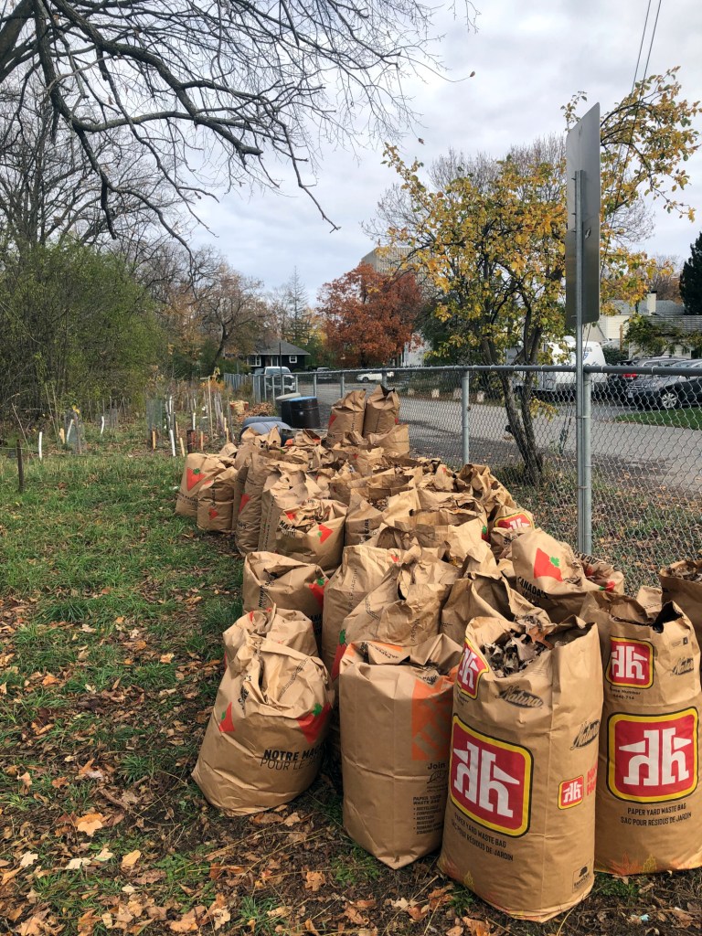 [Bags of leaves piled up on the Pontiac Street fence in fall 2023]