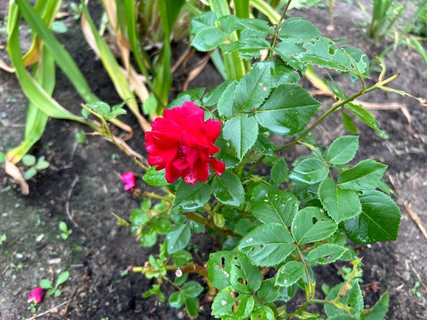 [20240621 Rose in Fieldhouse Garden]