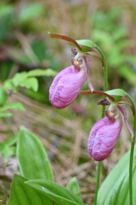 [A Lady Slipper orchid blossom]